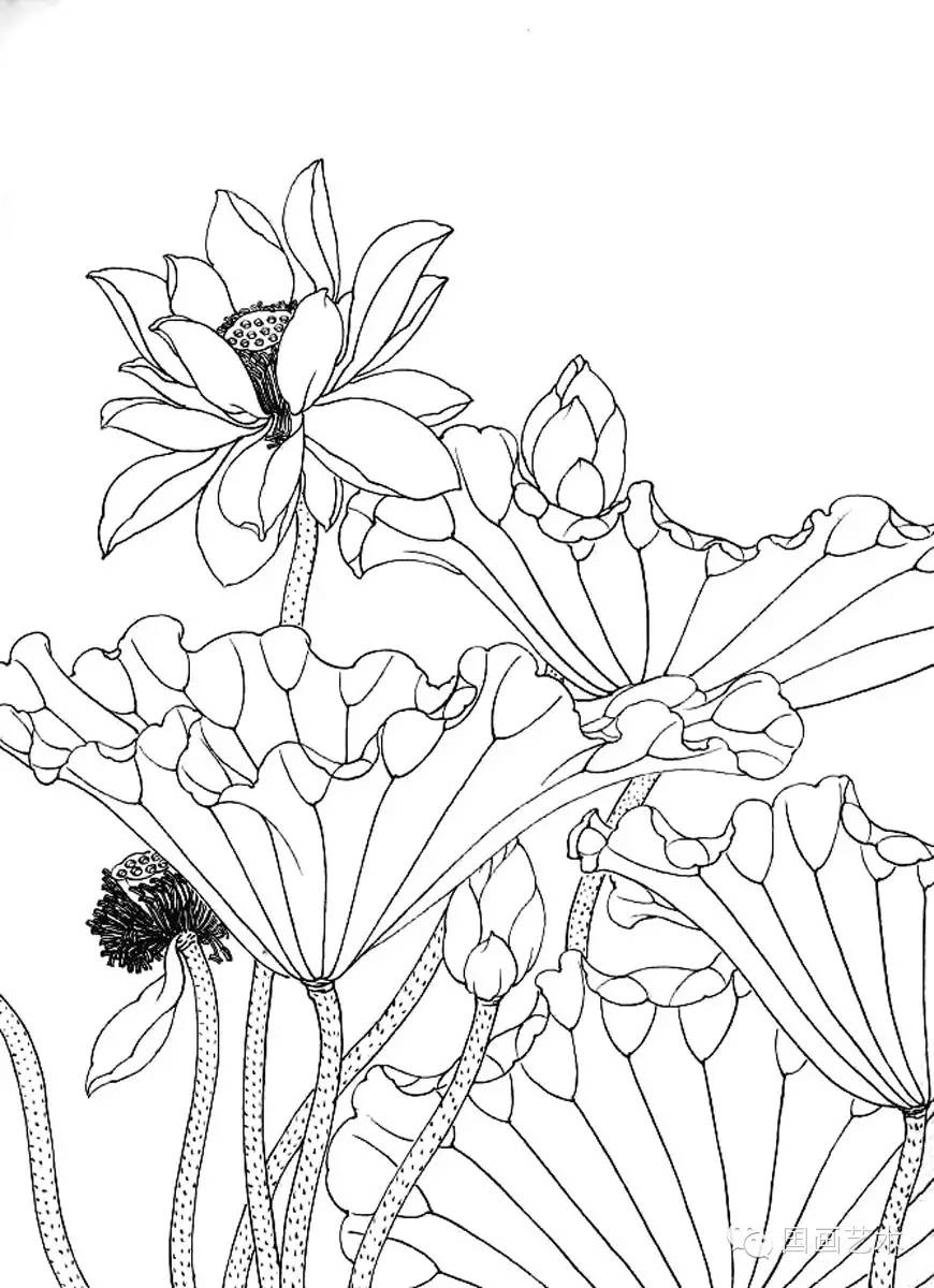 美术教学示范作品荷花白描画稿