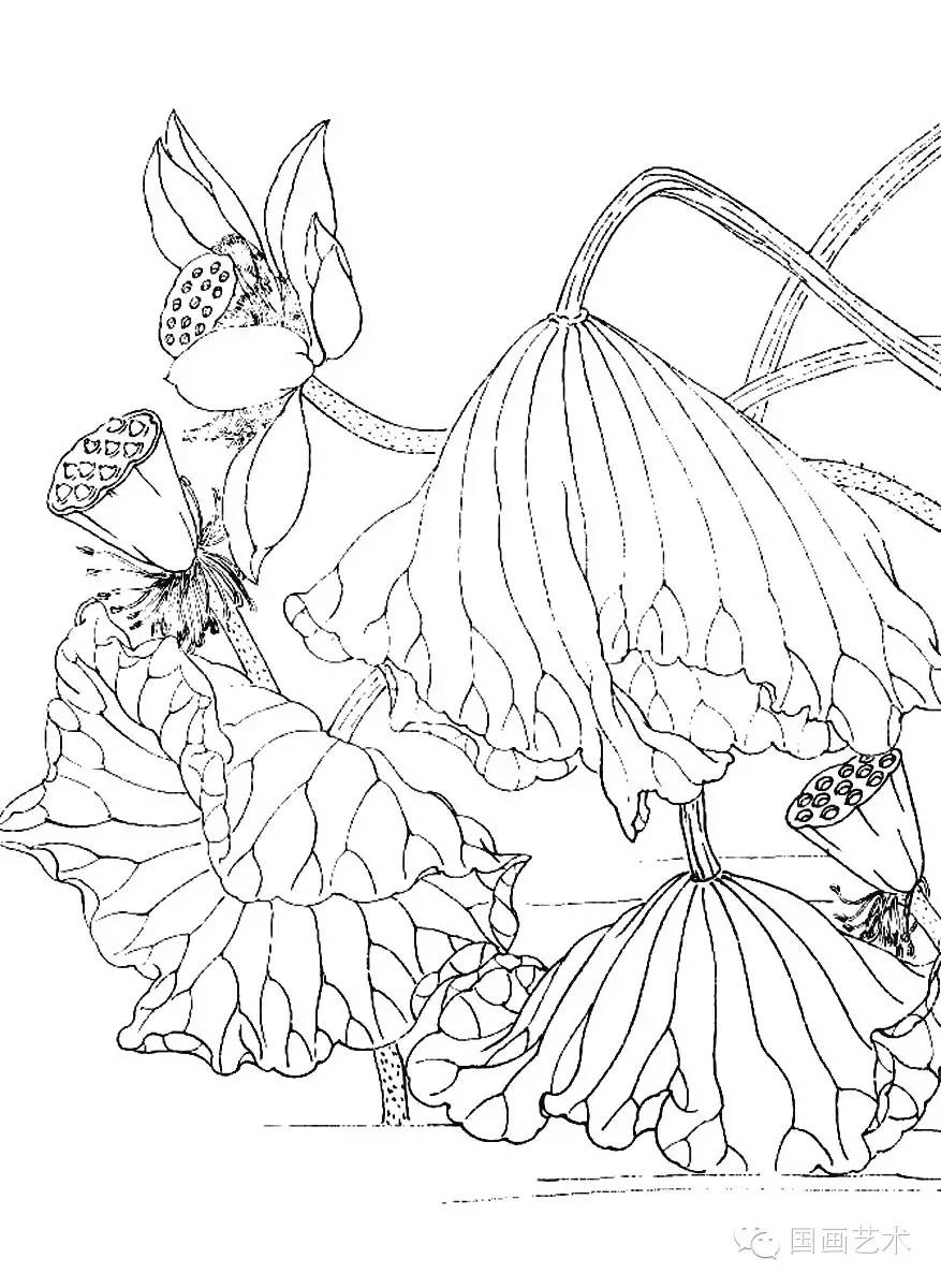 美术教学示范作品荷花白描画稿