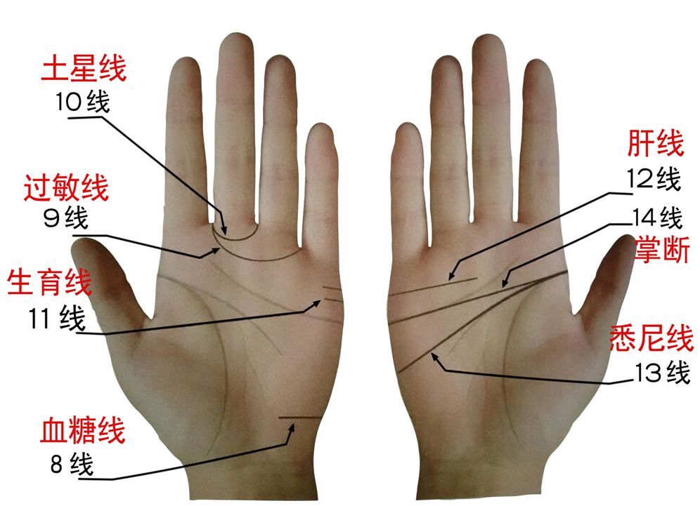 七天学会手诊掌纹十四线之一至七线