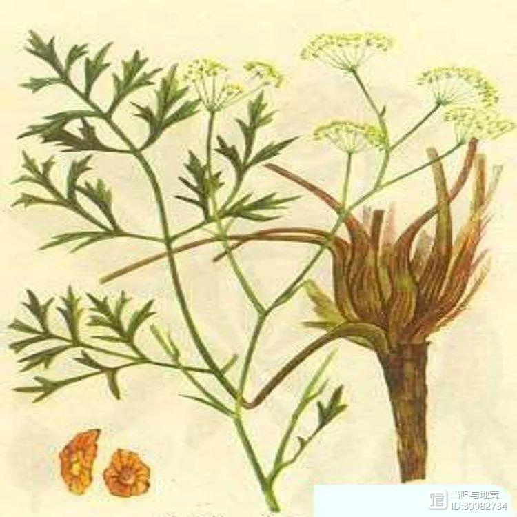 原一个古方蠲痹汤