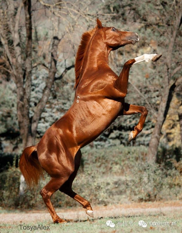 世界上最名贵的骏马