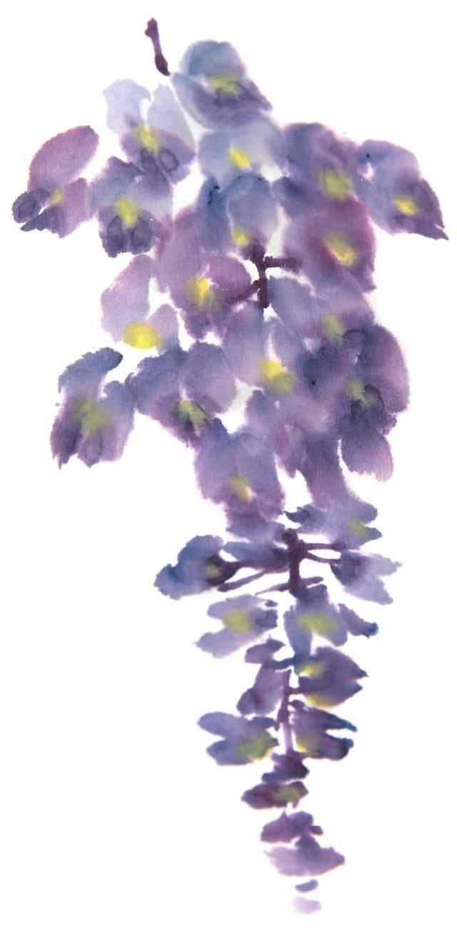 零基础国画教程:分步骤讲解紫藤画法,简单易学,快来学习临摹