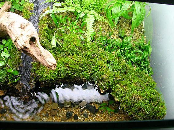 水草缸雨林缸造景简单到极致2小时搞定一缸美美水陆景