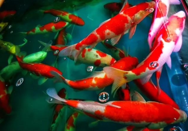 锦鲤转运红运通天