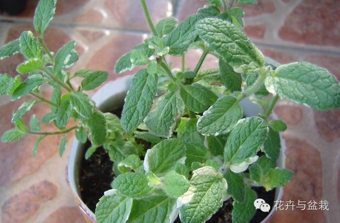斑叶凤梨薄荷8苏格兰薄荷的叶子较胡椒薄荷,香槟薄荷,留兰香,巧克力