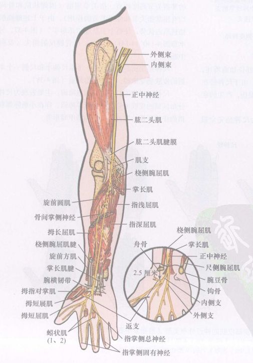 腕部正中神经解剖图片图片