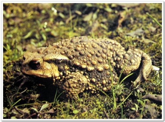 一味奇药蟾蜍蛆虫