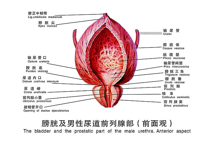 男性前列腺的位置图图片