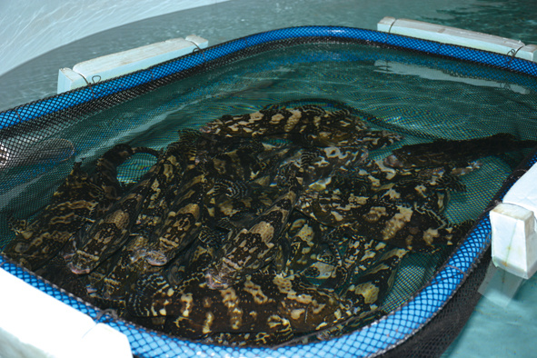 目前石斑鱼养殖以传统的网箱养殖和池塘养殖模式为主,由于易受气候