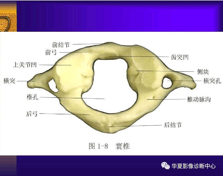 人手必備超實用的骨解剖圖