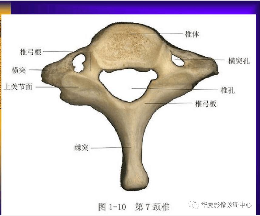 人手必備超實用的骨解剖圖