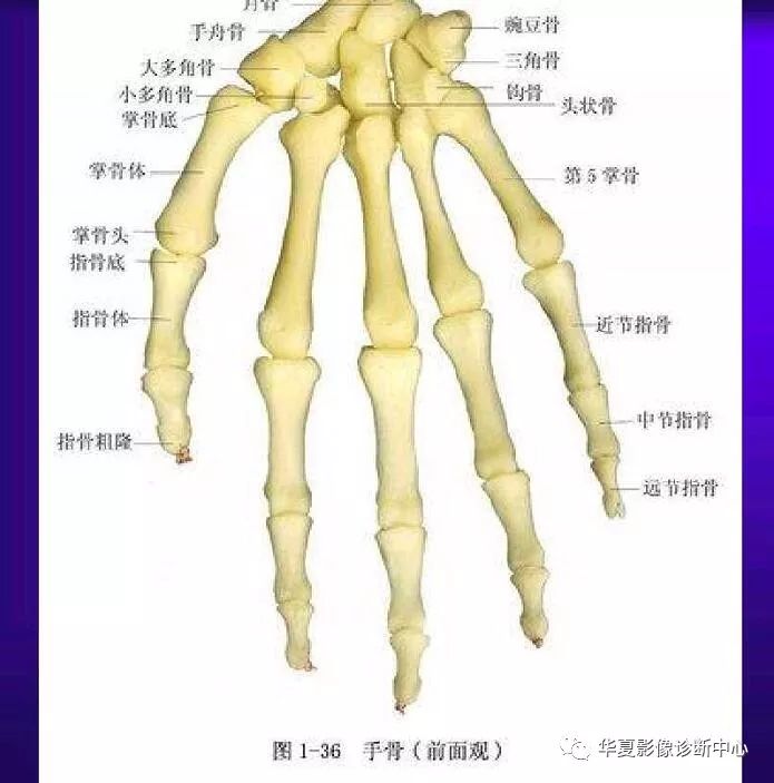 手掌关节解剖结构图图片