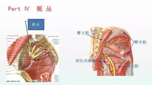 骶叢位於盆腔內,在骶骨及梨狀肌前面,髂內動脈的後方.