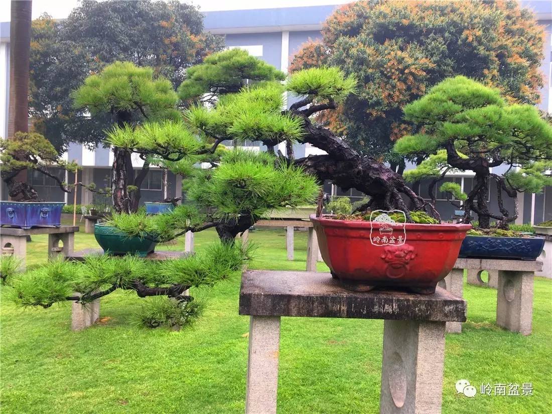 韩学年大师就山松控针问题答疑