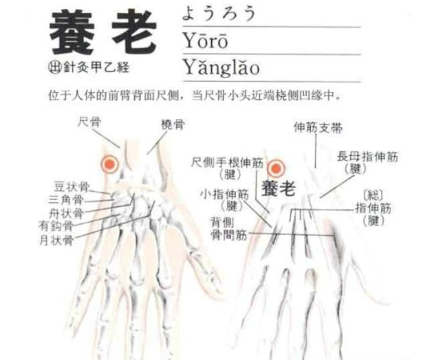 中醫穴位養生常按養老穴告別老年症