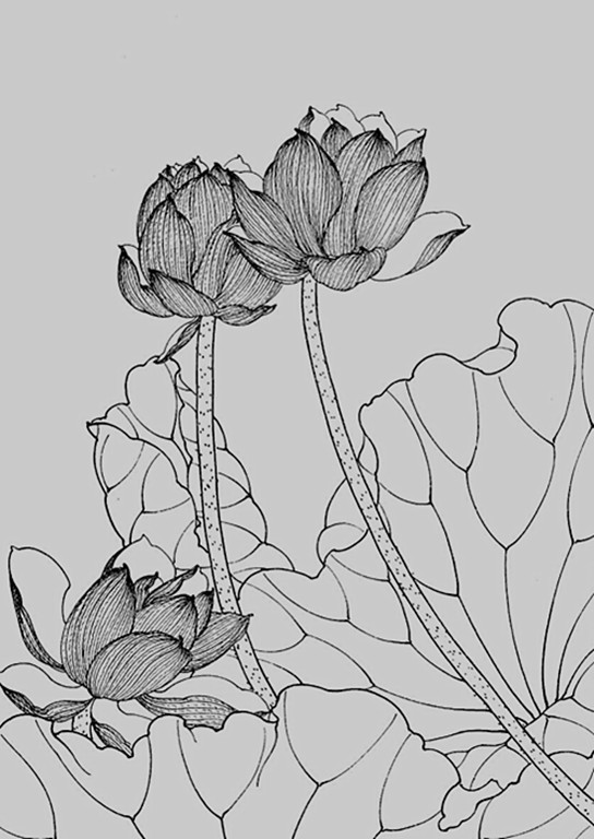 名家白描花鸟之荷花篇