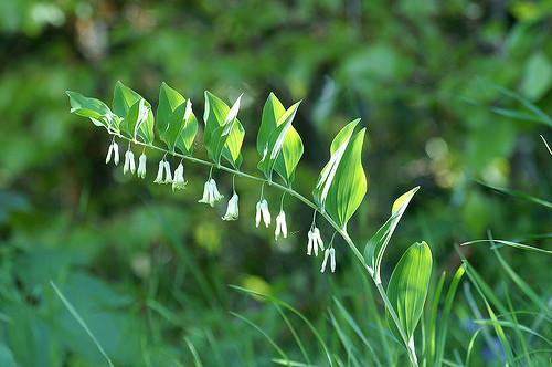 57种身边常见中草药