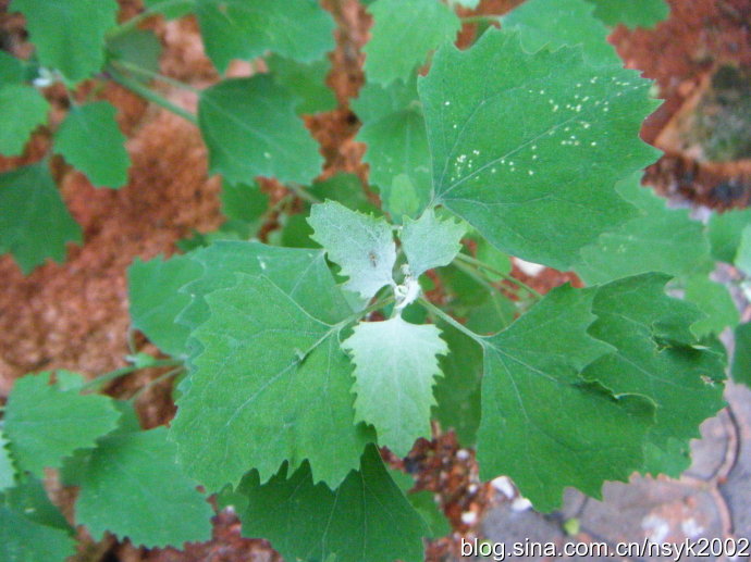 中國常見野菜及其食用100種附圖