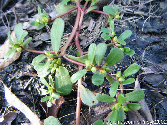 虚弱,大便泄泻及孕妇忌食;忌与胡椒,该粉,鳖甲同食【食用功效】解毒