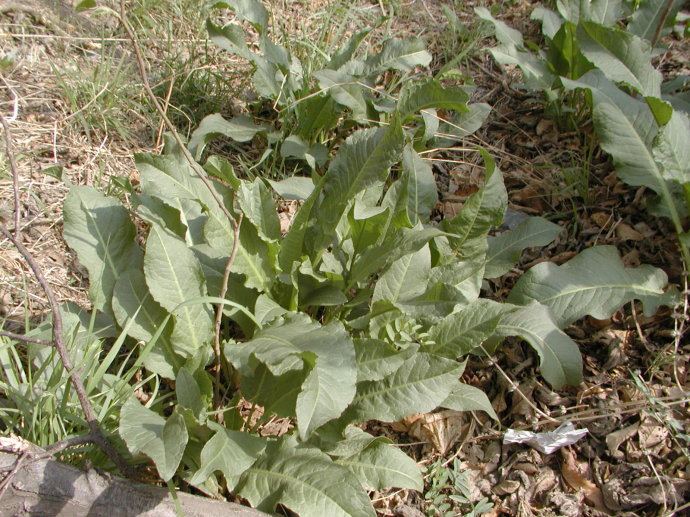 中國常見野菜及其食用100種附圖