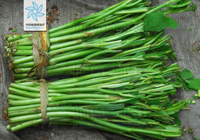 中國常見野菜及其食用100種附圖