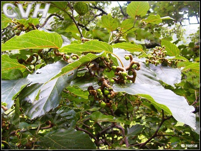 57,虎杖別名:花斑竹,酸筒杆,酸桶筍,酸湯梗,川筋龍,斑莊,斑杖根,大葉