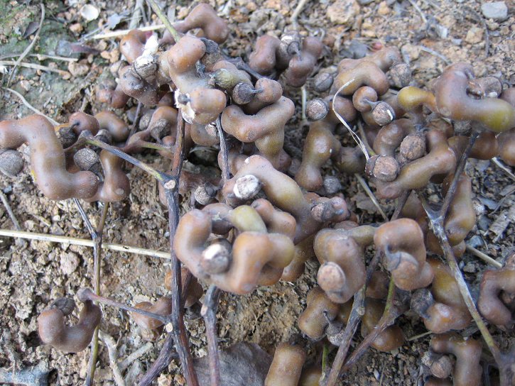 57,虎杖别名:花斑竹,酸筒杆,酸桶笋,酸汤梗,川筋龙,斑庄,斑杖根,大叶