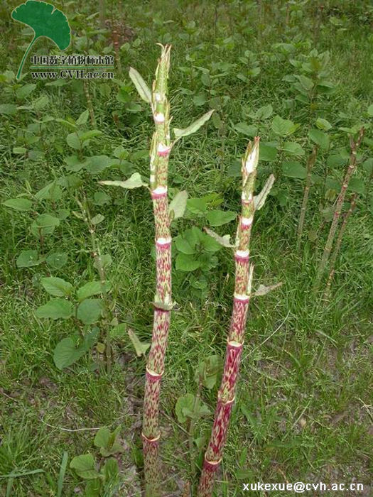 虎杖根切片58,地稔果地稔,野牡丹科野牡丹屬植物,又稱野落茄,地石榴