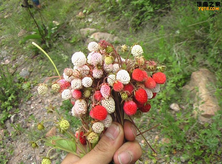 中國常見野菜及其食用100種附圖