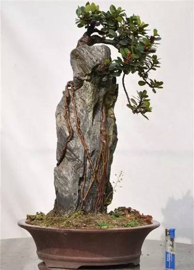 叹为观止的大师级附石盆景树木与石头浑然一体