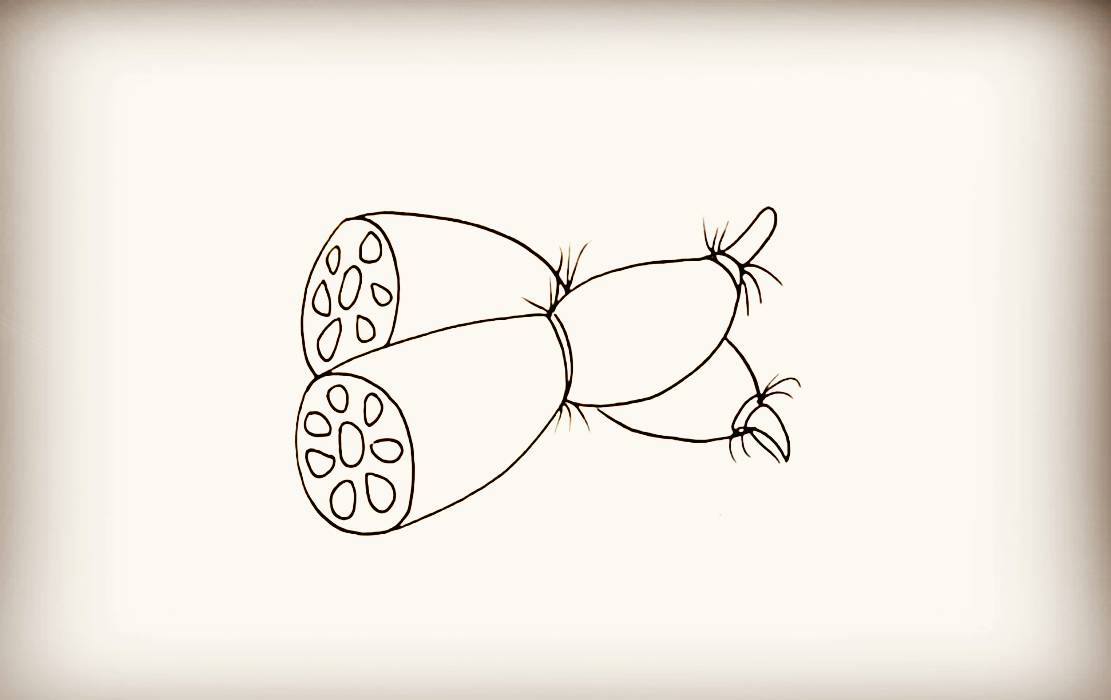 莲藕的简单画法图片
