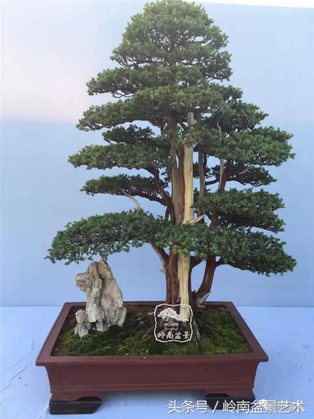 将军树,威风凛凛,充满英雄气概!