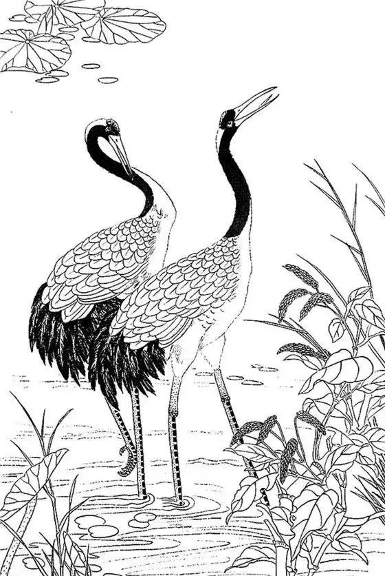 最全的白描花鸟仙鹤篇