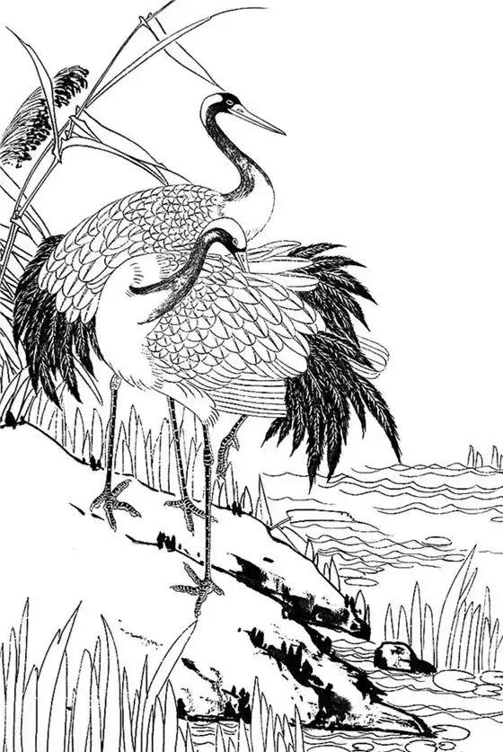 最全的白描花鸟仙鹤篇