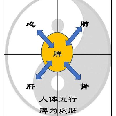 人体五行脾为虚脏