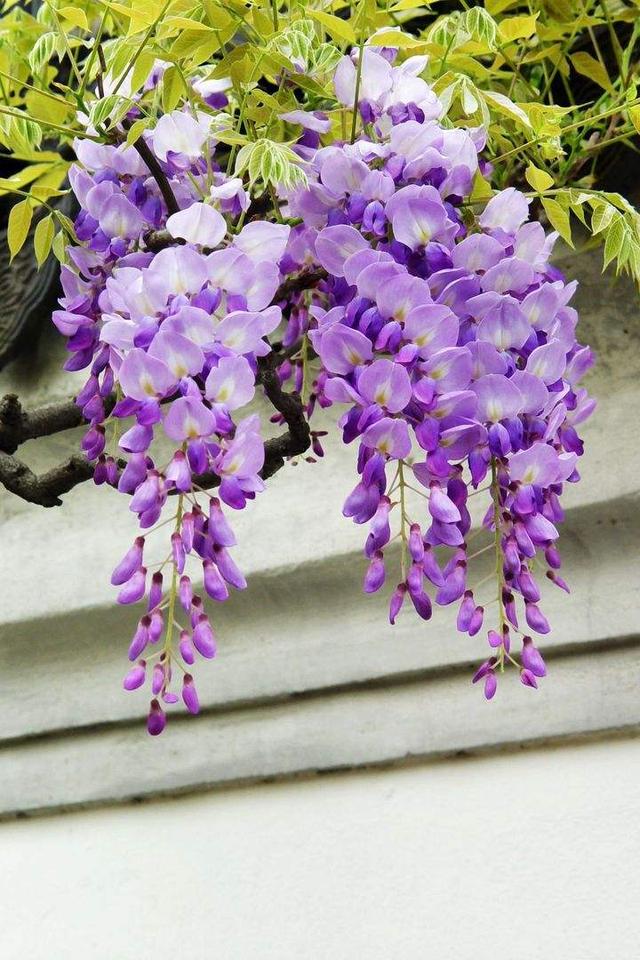 紫藤,春季开花,花紫色或深紫色,一般搭好花架,紫藤沿花架攀援,花枝垂
