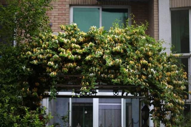 金银花自古被誉为清热解毒的良药,用于各种热性病,如身热,发疹,发斑