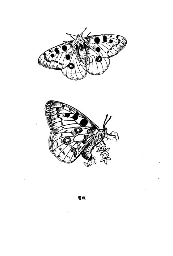白描花鸟之昆虫篇