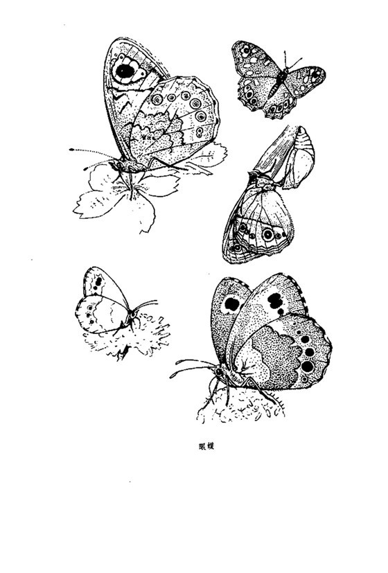 白描花鸟之昆虫篇