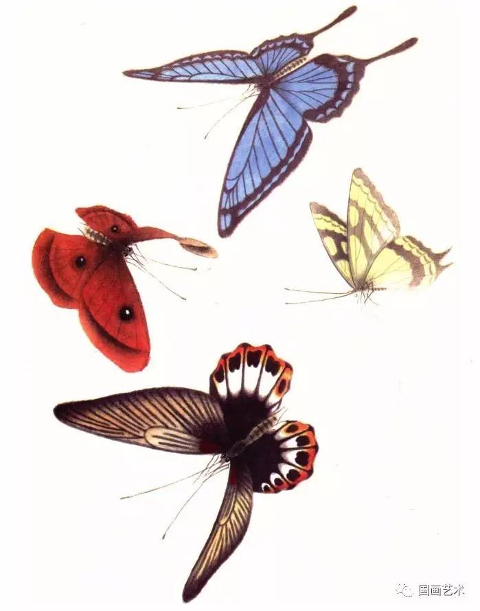 百蝶图谱美极了