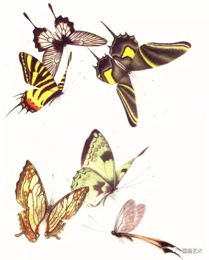 百蝶图谱美极了