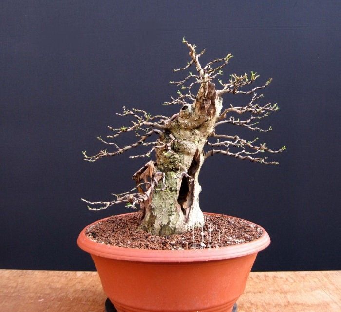 (实战)绿化女贞桩,2年竟然可以做出这样效果,牛