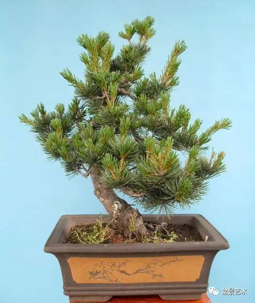 盆景艺术松桩移栽10个为什么