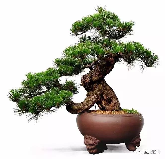 盆景艺术松桩移栽10个为什么