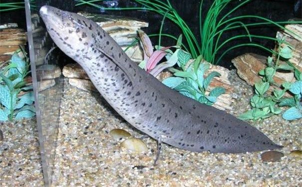 离水都可存活数年可怕的非洲杜兹肺鱼