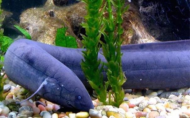 离水都可存活数年可怕的非洲杜兹肺鱼