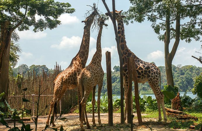 世界十大神奇动物园你去了几个