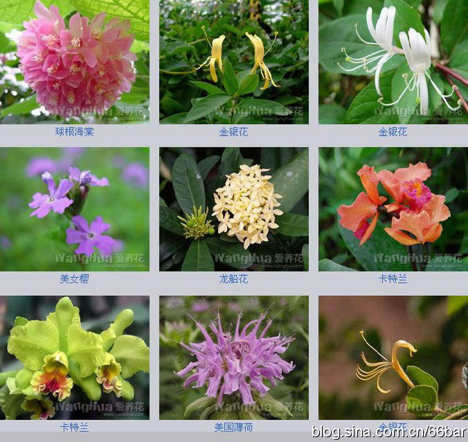 花卉名称大全313种草本木本花卉图片你知道这是什么花么