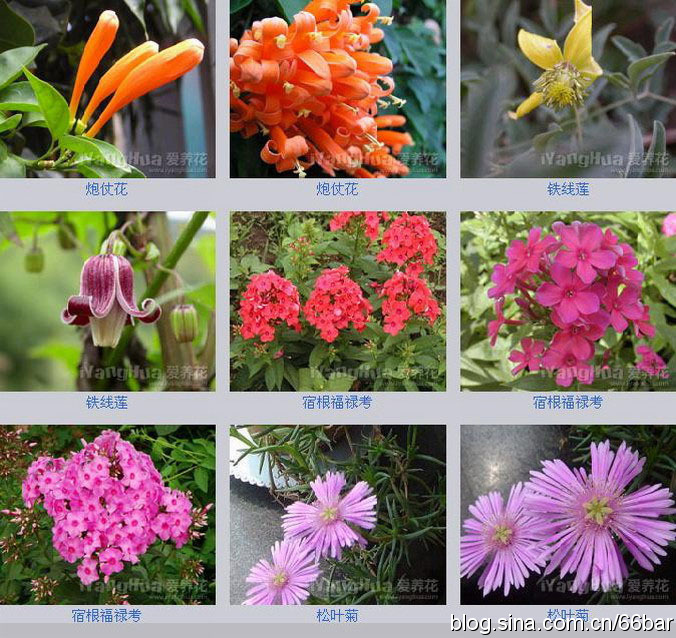 花卉名称大全313种草本木本花卉图片你知道这是什么花么