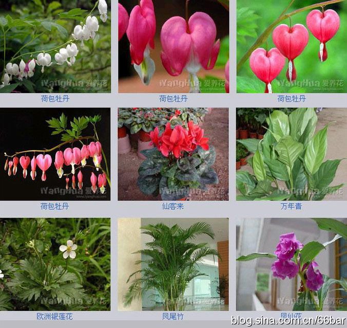 花卉名称大全313种草本木本花卉图片你知道这是什么花么